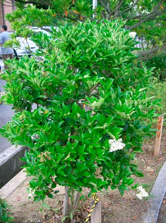 LIGUSTRUM-JAPONICUM-_montpellier_latte_sariviere