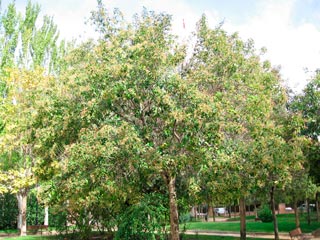 LIGUSTRUM-LUCIDUM-TEXANUM-_montpellier_latte_sariviere