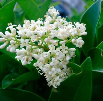 LIGUSTRUM-OVALIFOLIUM-_montpellier_latte_sariviere