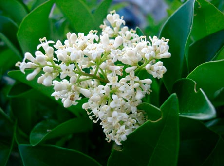 LIGUSTRUM-OVALIFOLIUM-_montpellier_latte_sariviere