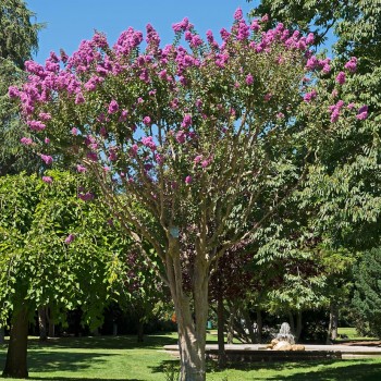 Lagerstroemia_indica_montpellier_latte_sariviere