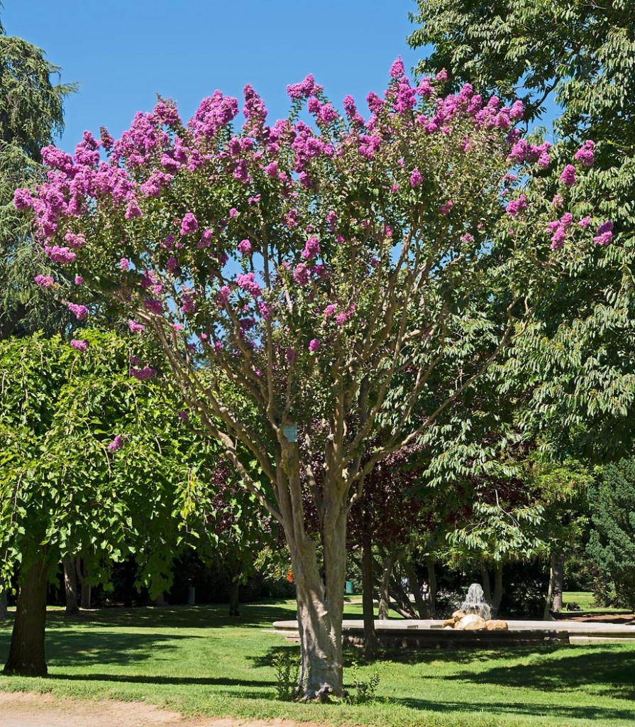 Lagerstroemia_indica_montpellier_latte_sariviere