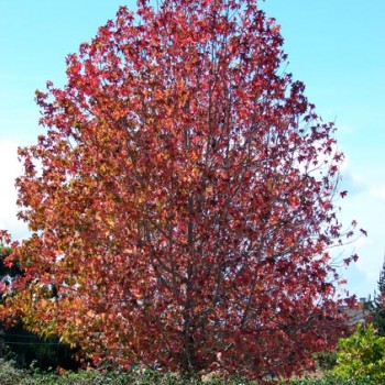 Liquidambar_styraciflua_montpellier_latte_sariviere