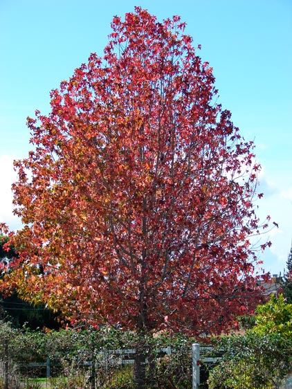 Liquidambar_styraciflua_montpellier_latte_sariviere