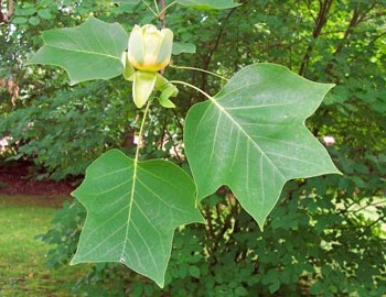 Liriodendron_tulipifera_montpellier_latte_sariviere