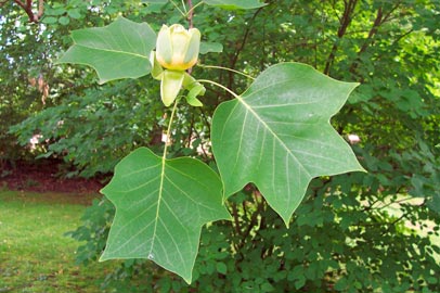 Liriodendron_tulipifera_montpellier_latte_sariviere