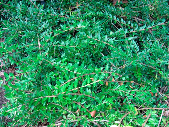 LoniceraPileata_montpellier_latte_sariviere