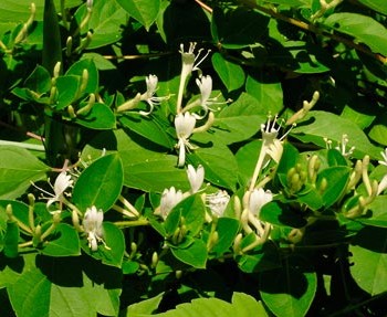 Lonicera_japonica_Haliana_montpellier_latte_sariviere