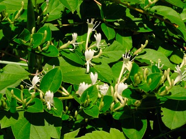 Lonicera_japonica_Haliana_montpellier_latte_sariviere