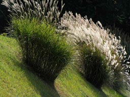 MISCANTHUS_SINENSIS_'ADAGIO'-_montpellier_latte_sariviere