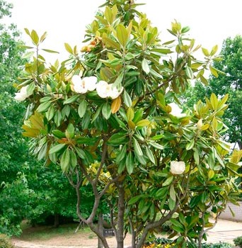 Magnolia_grandiflora_montellier_latte_sariviere