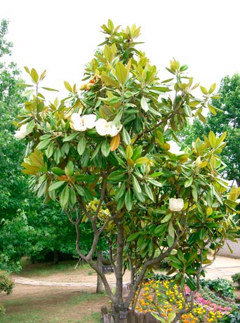 Magnolia_grandiflora_montellier_latte_sariviere