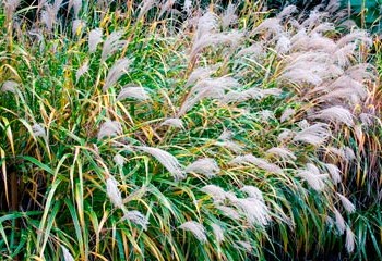 Miscanthus_zebrinus_montpellier_latte_sariviere