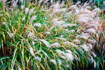 Miscanthus_zebrinus_montpellier_latte_sariviere