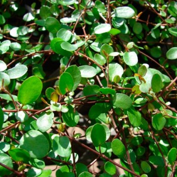 Muehlenbeckia_complexa_montpellier_latte_sariviere