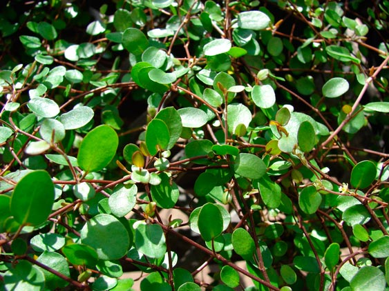 Muehlenbeckia_complexa_montpellier_latte_sariviere