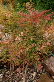 Nandina-domestica_montpellier_latte_sariviere