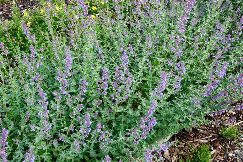 Nepeta_x_faassenii_montpellier_latte_sariviere