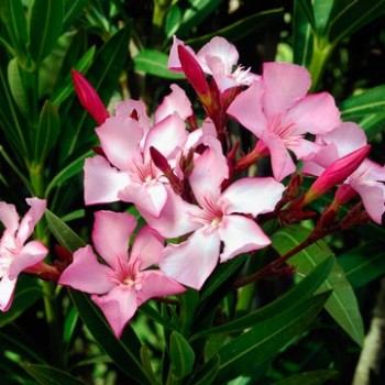 Nerium_oleander_montpellier_latte_sariviere