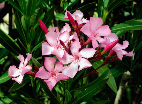 Nerium_oleander_montpellier_latte_sariviere