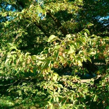 Ostrya_carpinifolia_sariviere_latte_montpellier