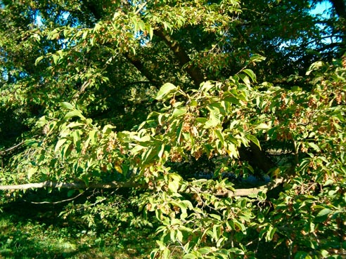 Ostrya_carpinifolia_sariviere_latte_montpellier