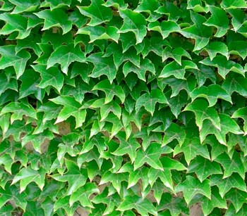 PARTHENOCISSUS_TRICUSPIDATA_'VEITCHII'--_montpellier_latte_sariviere