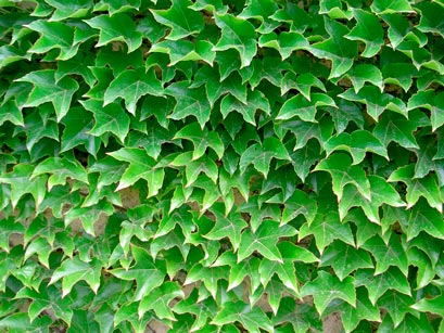 PARTHENOCISSUS_TRICUSPIDATA_'VEITCHII'--_montpellier_latte_sariviere