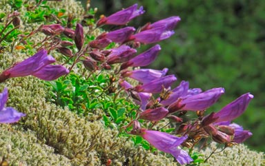 PENSTEMON-HETEROPHYLLUS-_montpellier_latte_sariviere