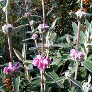 PHLOMIS-FRUTICOSA-PURPUREA-_montpellier_latte_sariviere