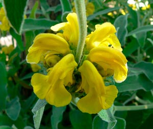 PHLOMIS-LE-SUD-_montpellier_latte_sariviere