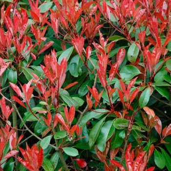 PHOTINIA-X-FRASERI-'ROBUSTA'-_montpellier_latte_sariviere