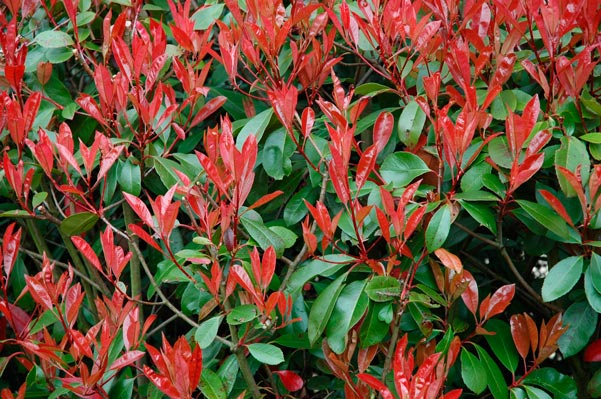 PHOTINIA-X-FRASERI-'ROBUSTA'-_montpellier_latte_sariviere