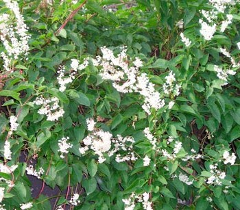 POLYGONUM_AUBERTII-_montpellier_latte_sariviere