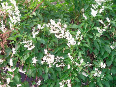 POLYGONUM_AUBERTII-_montpellier_latte_sariviere