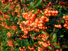 PYRACANTHA-SAPHYR-®-ORANGE-'CADANGE'-_montpellier_latte_sariviere