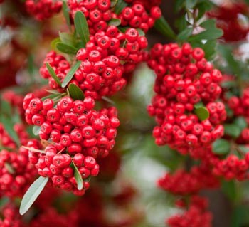 PYRACANTHA-SAPHYR-®-ROUGE-'CADROU-'-_montpellier_latte_sariviere