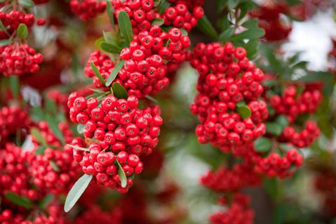 PYRACANTHA-SAPHYR-®-ROUGE-'CADROU-'-_montpellier_latte_sariviere