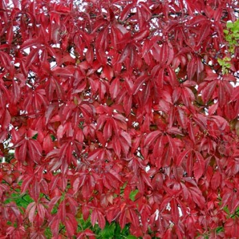 Parthenocissus_quinquefolia_montpellier_latte_sariviere