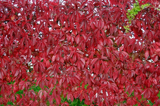 Parthenocissus_quinquefolia_montpellier_latte_sariviere