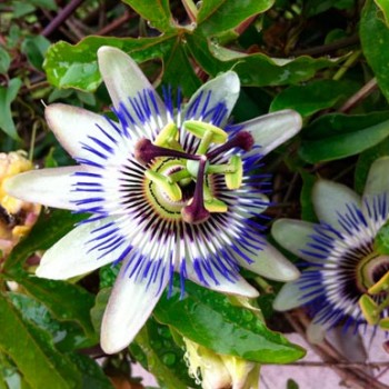 Passiflora_caerulea_montpellier_latte_sariviere