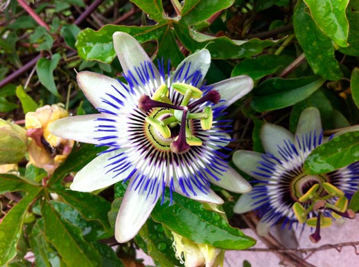 Passiflora_caerulea_montpellier_latte_sariviere