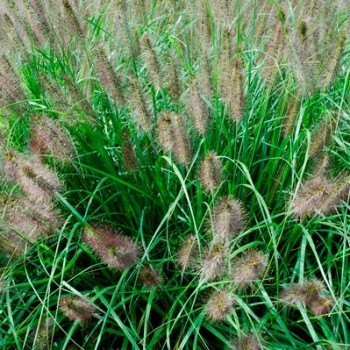 Pennisetum_alopecuroides_montpellier_latte_sariviere