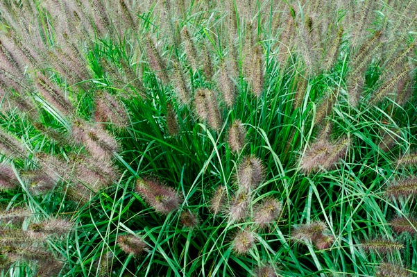 Pennisetum_alopecuroides_montpellier_latte_sariviere