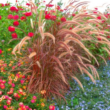 Pennisetum_setaceum_‘Fireworks,’_montpellier_latte_sariviere