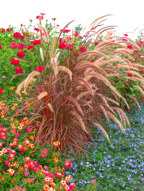 Pennisetum_setaceum_‘Fireworks,’_montpellier_latte_sariviere