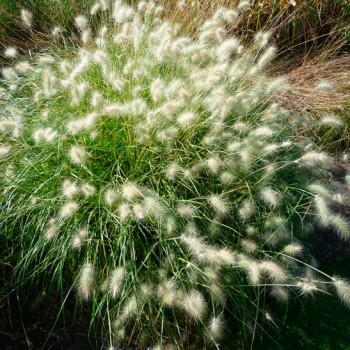 Pennisetum_villosum_montpellier_latte_sariviere