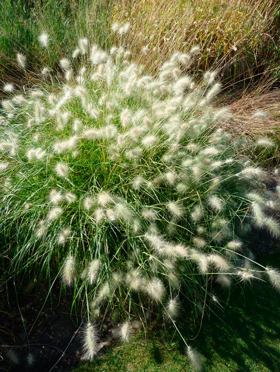 Pennisetum_villosum_montpellier_latte_sariviere