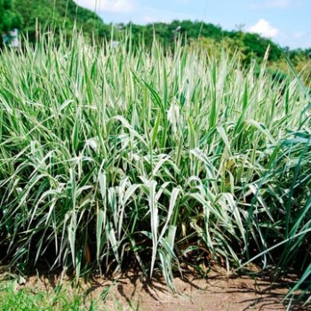 Phalaris_arundinacea_montpellier_latte_sariviere