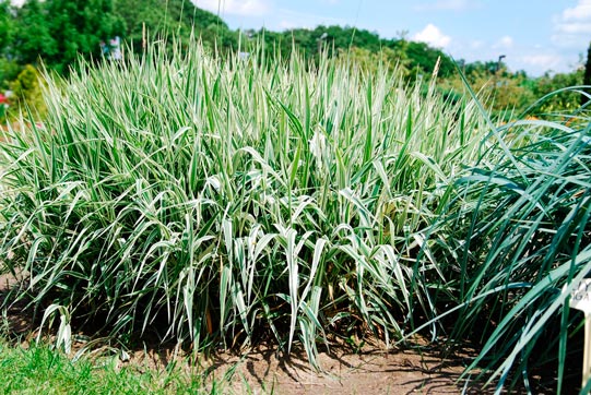 Phalaris_arundinacea_montpellier_latte_sariviere